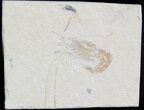 Cretaceous Fossil Shrimp Carpopenaeus - Lebanon #42992-1